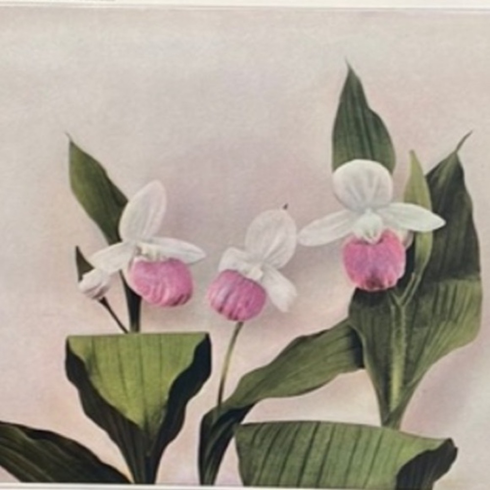 🖤5/$25 Orchid Antique Botanical Flower Print Original  100 years old